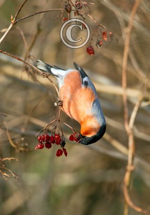 Male Bullfinch DM1462